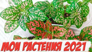 Мои растения / супер средство от паутинного клеща / что посеяла  из комнатных растений в 2021 году