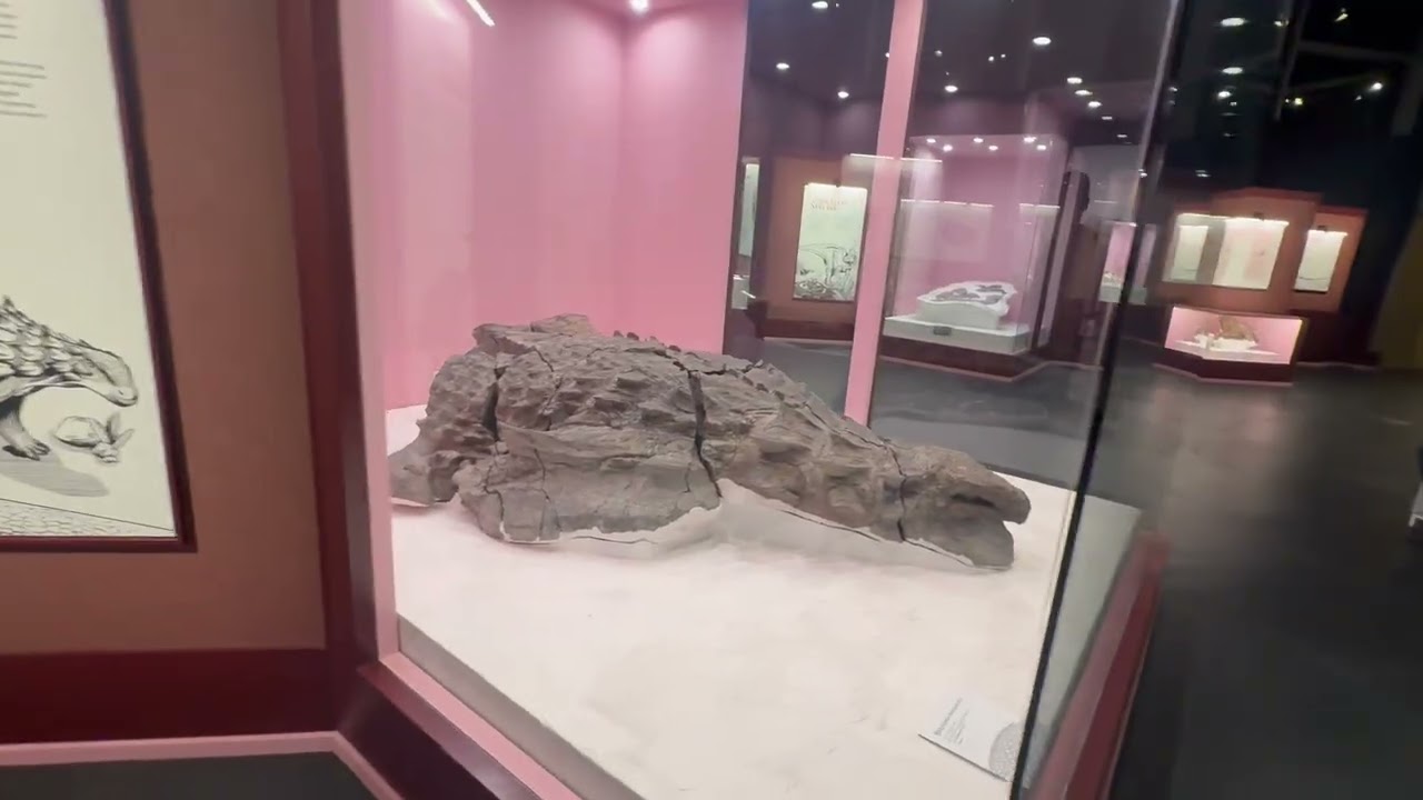 #Dinofossils #prehistoricjourney #mostpreservedfossilsarehere