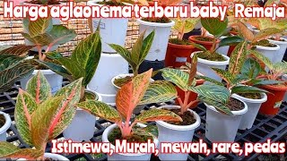 Harga aglaonema terbaru| gabriel, ajisaka ireng| baby remaja koleksian rare| Ajeng,bima,SLK,goliath|