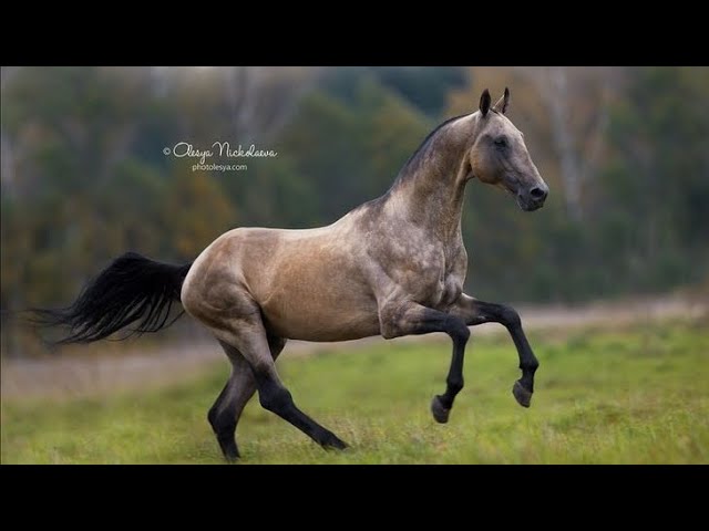 Ахалтекинская чистокровная лошадь/Akhal-teke #лошади #лошадь #ахалтекинец