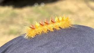 Caterpillar. Hans meditation video. Only soft music. Sycamore (moth) makes no sound 😊 Lönnaftonfly screenshot 4