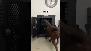 Chocolate lab + perfect crate = happy dog, happy life 🍫 🏠 🐕