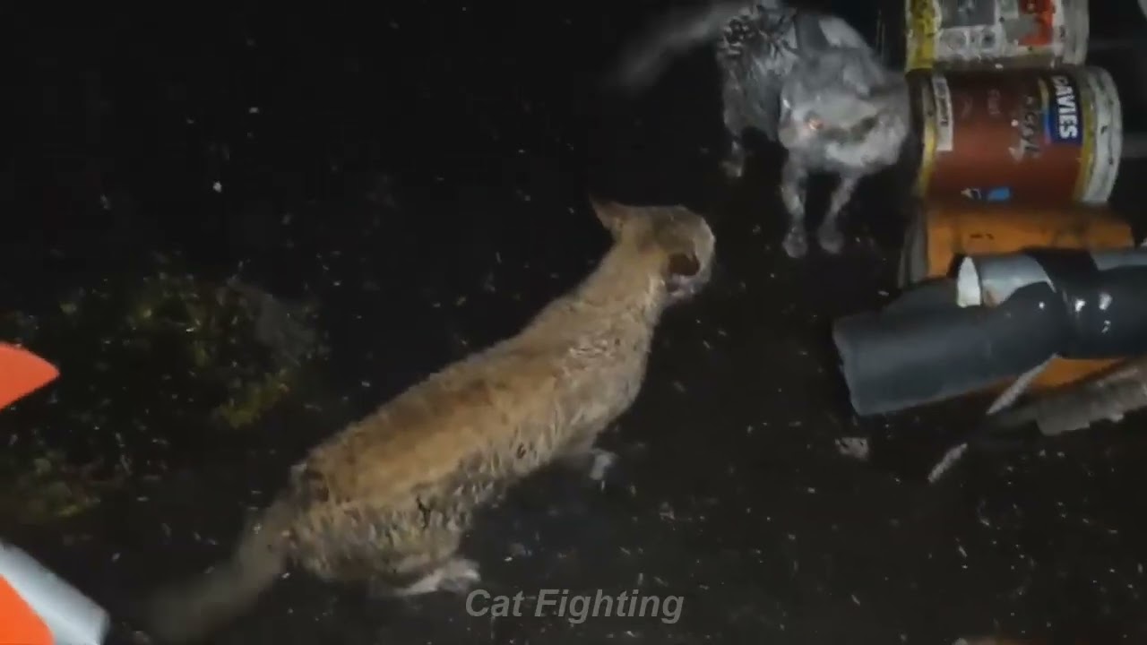 猫の喧嘩 - 猫のケンカ🐱😍 Cat Fighting - Real Cat fight (EP23)