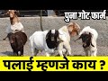 ब्रिडींग,पलाई,कुर्बानीवर काम करणारा पुना गोट फार्म | Poona Goat Farm