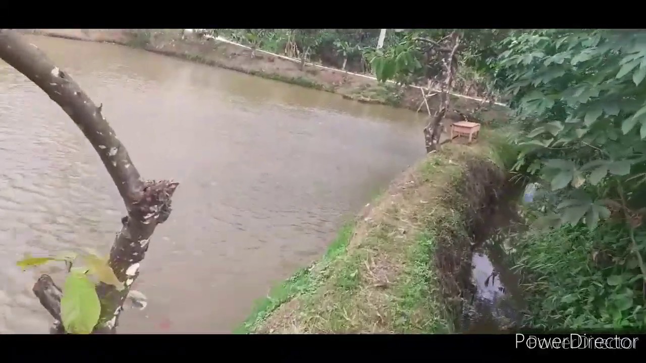 Budidaya lele kolam terpal kotak,masih pemula 