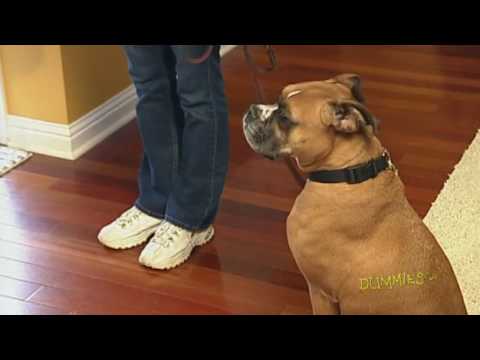 Video: Māciet savu suni gaidīt pie durvīm, kad apmeklētāji ierodas