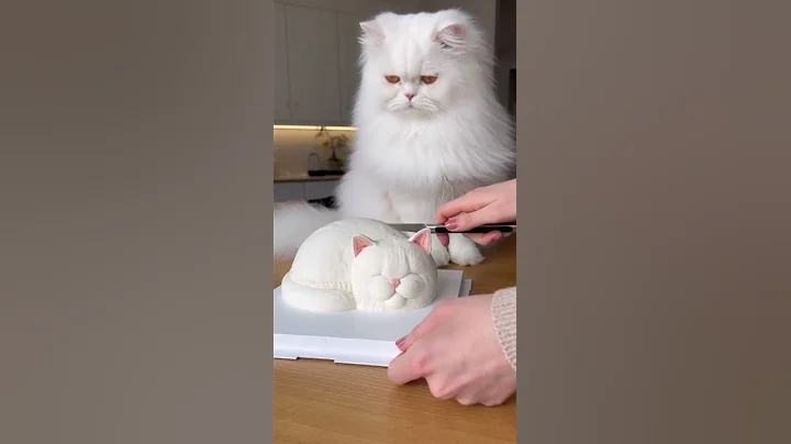 Video 11482471: cat vs persian, cat reaction, cute cat, pets