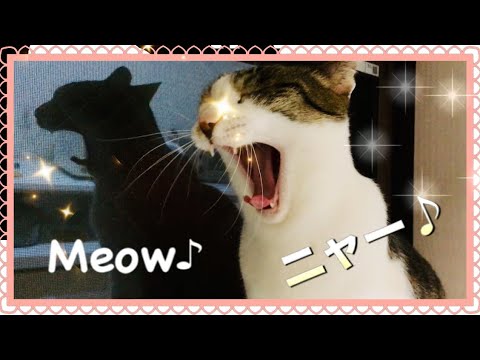 【猫の鳴き声】よく鳴く可愛い猫 ASMR音フェチ♪ Meow meow cat.Funny cute cats