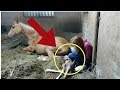 When This Mare Gave Birth To Her Baby Workers Saw The After birth And Made A Stunning Discovery