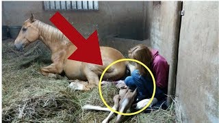 When This Mare Gave Birth To Her Baby Workers Saw The After birth And Made A Stunning Discovery