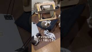 夜中にかつてない程の大暴れをしてたみたい。ドタバタしてたけど限度と言うものを覚えてもらいたいと溜め息を吐きながら思う飼い主です#shorts #猫 #猫の運動会#cat #タロちゃん #猫との暮らし