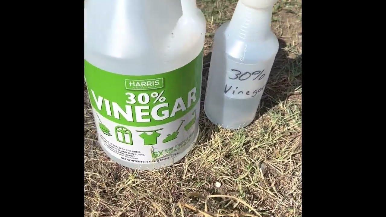 30 Vinegar Concentrate🌿Weed Killer👀💥Harris Products Group TEST/REVIEW Wow! Really works for me
