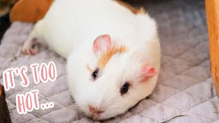 Too Hot for the Guinea Pigs