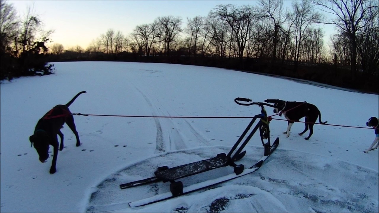 Snow Scooter joring Dog's Snow Bikejoring Dogs 1 /26 /2017 YouTube