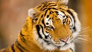 Самые красивые животные мира! Красота которую нужно беречь!!! Самые красивые животные мира! Красота которую нужно беречь!!!