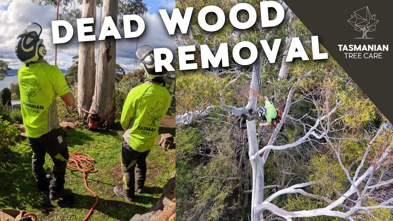 REMOVING DEAD WOOD FROM TREE - YouTube