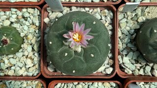 Цвітіння кактусів Lophophora fricii RS 404