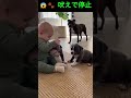 😱🐾 吠えで停止 | Mom Dog Ends Chaos With One Bark #funny #youtubeshorts #cute #baby