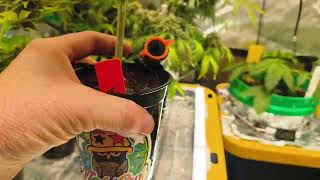 Solauto week 10