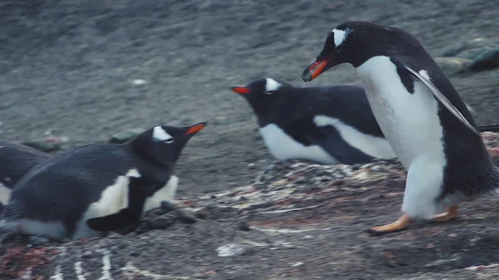 Penguins Building Nests | Antarctica | Lindblad Expeditions-National Geographic