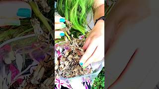 Harvesting Delphinium Seedsgarden Eny