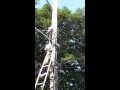 Rescuing stray cat from electricity pole
