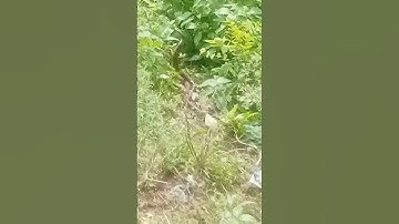 Indian Rat Snack Joda 🥰X#Snake#Shorts#Chhattisgarh