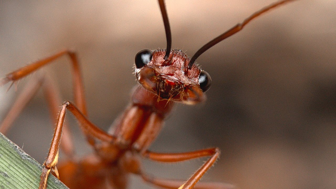 Killer queen ant! Bull ants - Ant Keeping