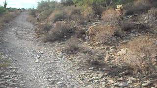 Hiking up Lost Dog Wash Trail in Scottsdale AZ