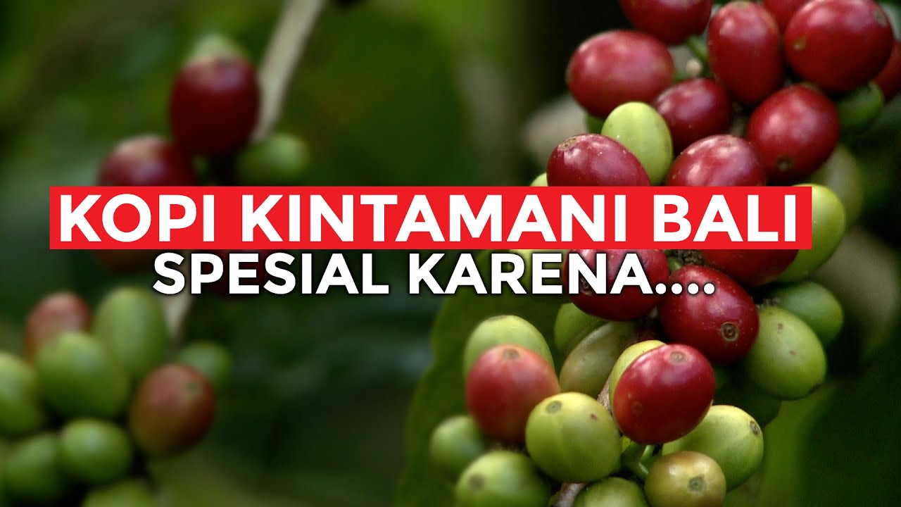 Kopi Kintamani Bali Spesial Karena.