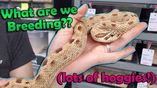 Our 2021 Snake Breeding Plans!!