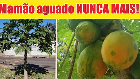O que colocar no pé de mamão para ficar doce?
