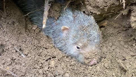 2 Anh em đào hang dúi hang nhiều nhất khu vực đấy |Rừng núi Bắc Kạn