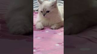 Playing alone si Winter my rescued kitten🌻 #capcut #cat #viralshort #cute #fypシ゚viral #pets