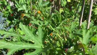 Courgettes En Polycultuur. Opbinden En Dus Meer Oogst