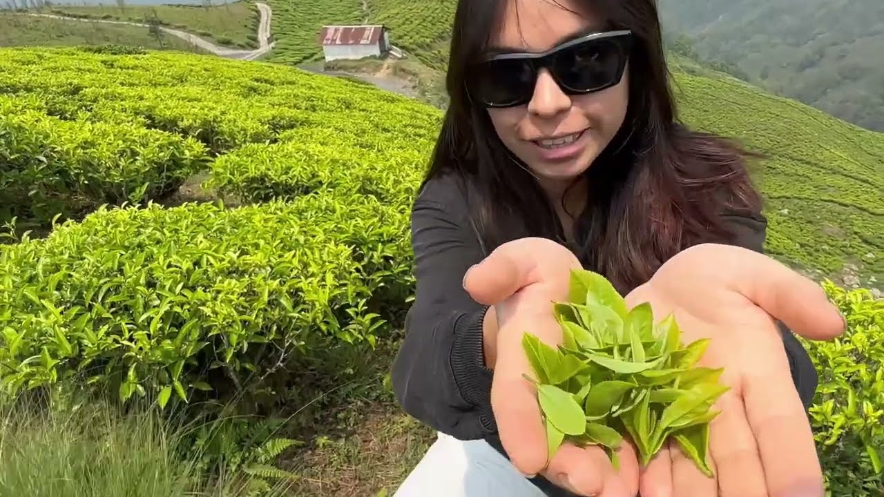 OMG! 🍃 This is Where the World's Best Tea is Grown (Darjeeling First Flush)
