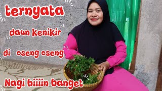 Petik daun kenikir lanjut di oseng oseng 