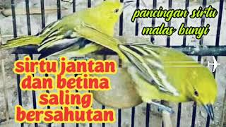 pancingan sirtu malas bunyi dengan suara sirtu jantan dan betina saling bersahutan