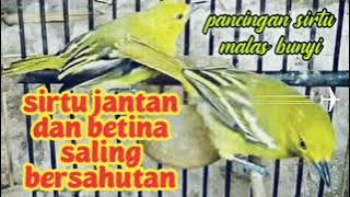 pancingan sirtu malas bunyi dengan suara sirtu jantan dan betina saling bersahutan