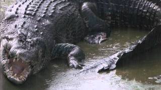Lolong The Biggest Crocodile In The World .Wmv