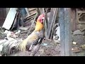 suara ayam jali merdu sekali