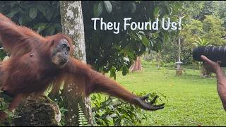 The Alpha Male Returns — Wild Orangutans in Sumatra, Indonesia