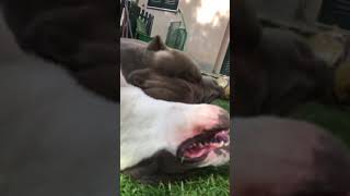 American Bully Xl Vs American Bully Xl Brutal Attack