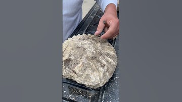 Cleaning up some fossils #asmr #satisfying