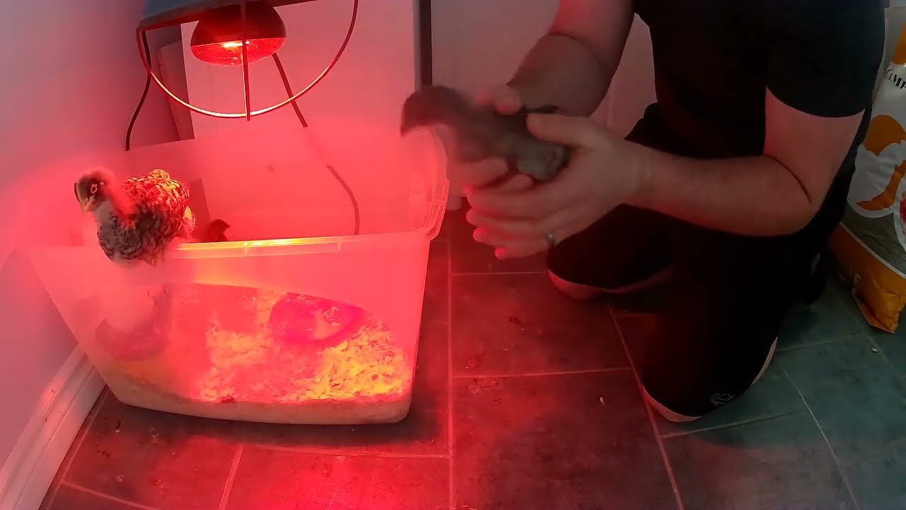 Évolution des poussins 2 semaine