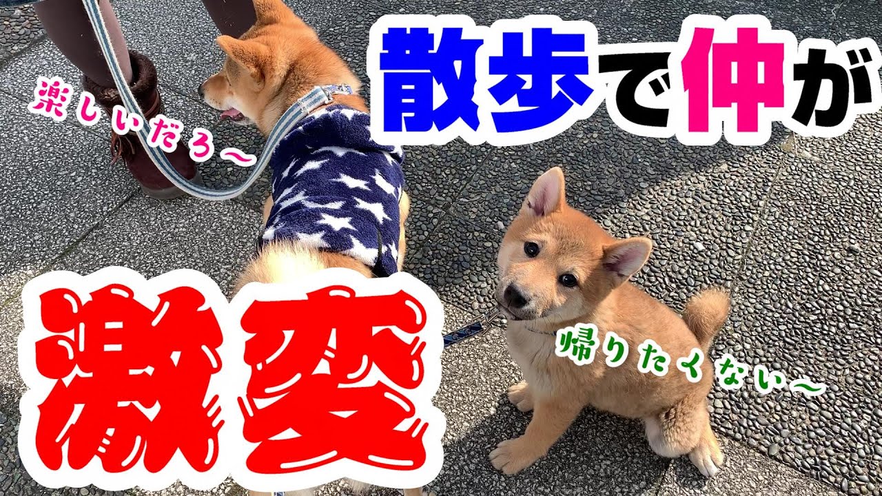 初散歩で仲が激変して帰りたくなさそうな子犬の柴犬と先住犬 YouTube