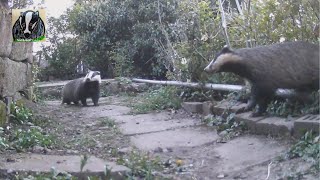 Badgers and a Fox