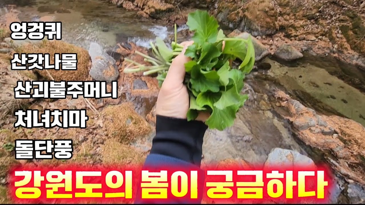 260304 강원도의 봄이 궁금하다구?#봄산나물#약초산행#산갓나물 