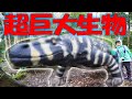 ボートの目の前に人間よりも巨大な生物が！！！