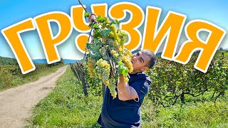 видео: ВИНОДЕЛИЕ в Грузии.Кахетия-родина ВИНА. РТВЕЛИ-праздник сбора урожая ВИНОГРАДА. Гастротур по ГРУЗИИ. картинка: ВИНОДЕЛИЕ в Грузии.Кахетия-родина ВИНА. РТВЕЛИ-праздник сбора урожая ВИНОГРАДА. Гастротур по ГРУЗИИ.